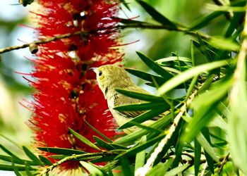 Close-up of butterfly on plant