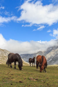 Group of horses eating grass in black and white