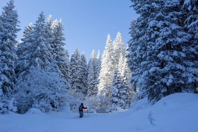 Trees on snow covered landscape