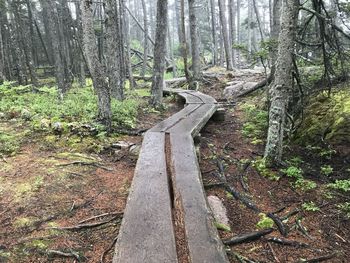 Trees in forest
