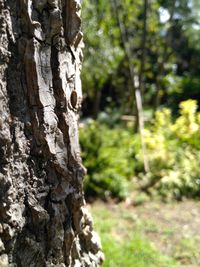 Close-up of tree trunk