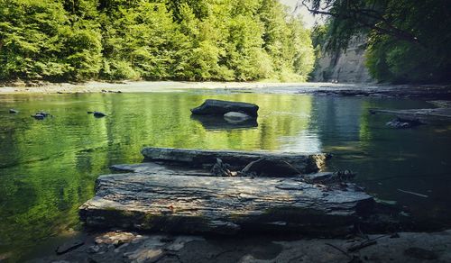 Scenic view of lake in forest