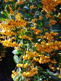 Close-up of fruits growing on tree