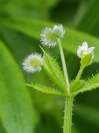 Close-up of flower plant