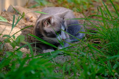 View of a cat relaxing on field