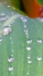 Close-up of water drops on leaf