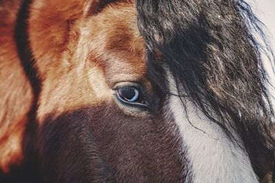 Close-up of a horse