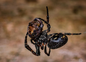 Close-up of spider