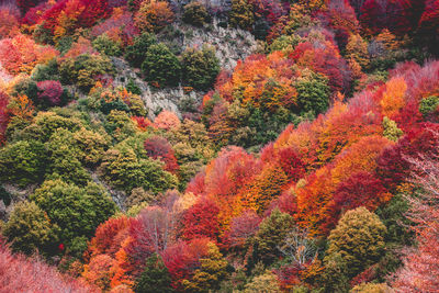 Full frame shot of autumn trees in forest