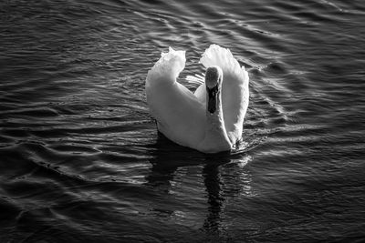 Swan swimming in lake