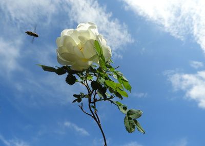 Low angle view of white flowering plant against sky