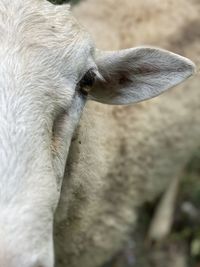 Close-up of goat