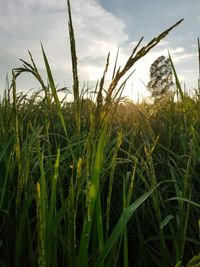 Close-up of stalks in field against sky