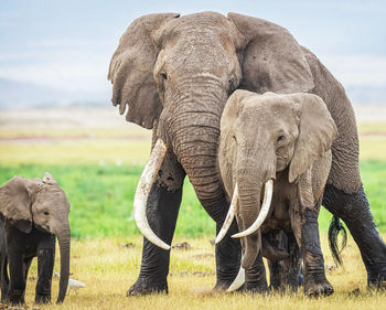 Elephant in a field