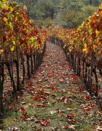 Sunlight falling on autumn leaves on land