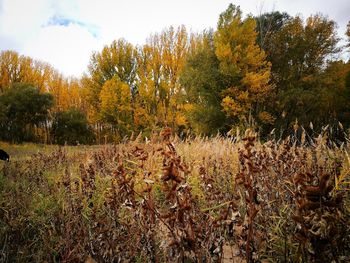 Plants growing on field against sky during autumn