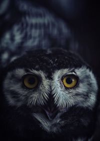 Close-up portrait of owl