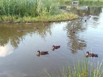 Ducks swimming in lake