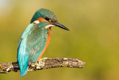 Close-up of bird perching on a branch