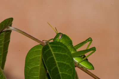 Close-up of insect on plant