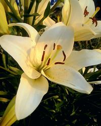 Close-up of day lily blooming outdoors