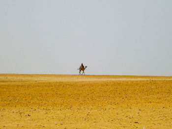 Man riding horse on desert against clear sky