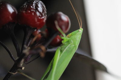 Close-up of strawberry on plant