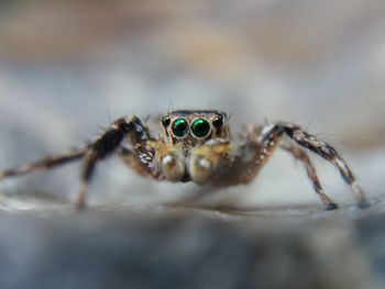 Close-up of spider