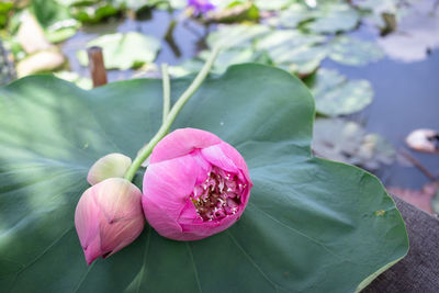 Close-up of pink lotus water lily