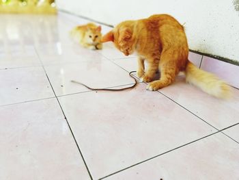 Cat sitting on tiled floor