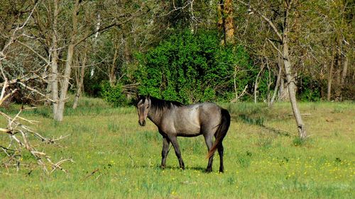 Wild horse in danube delta