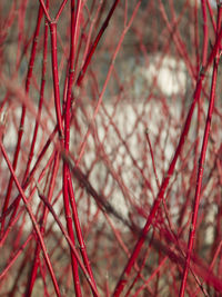 Close-up of branches against blurred background