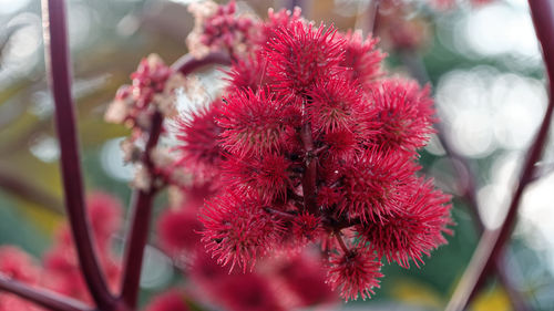 Close-up of red flowering plant