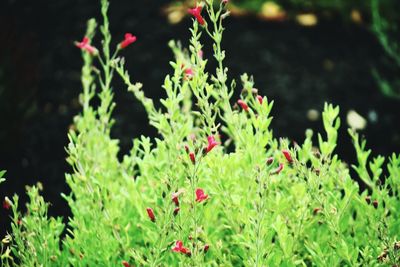 Close-up of plants growing outdoors