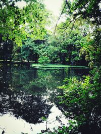 Reflection of trees in lake