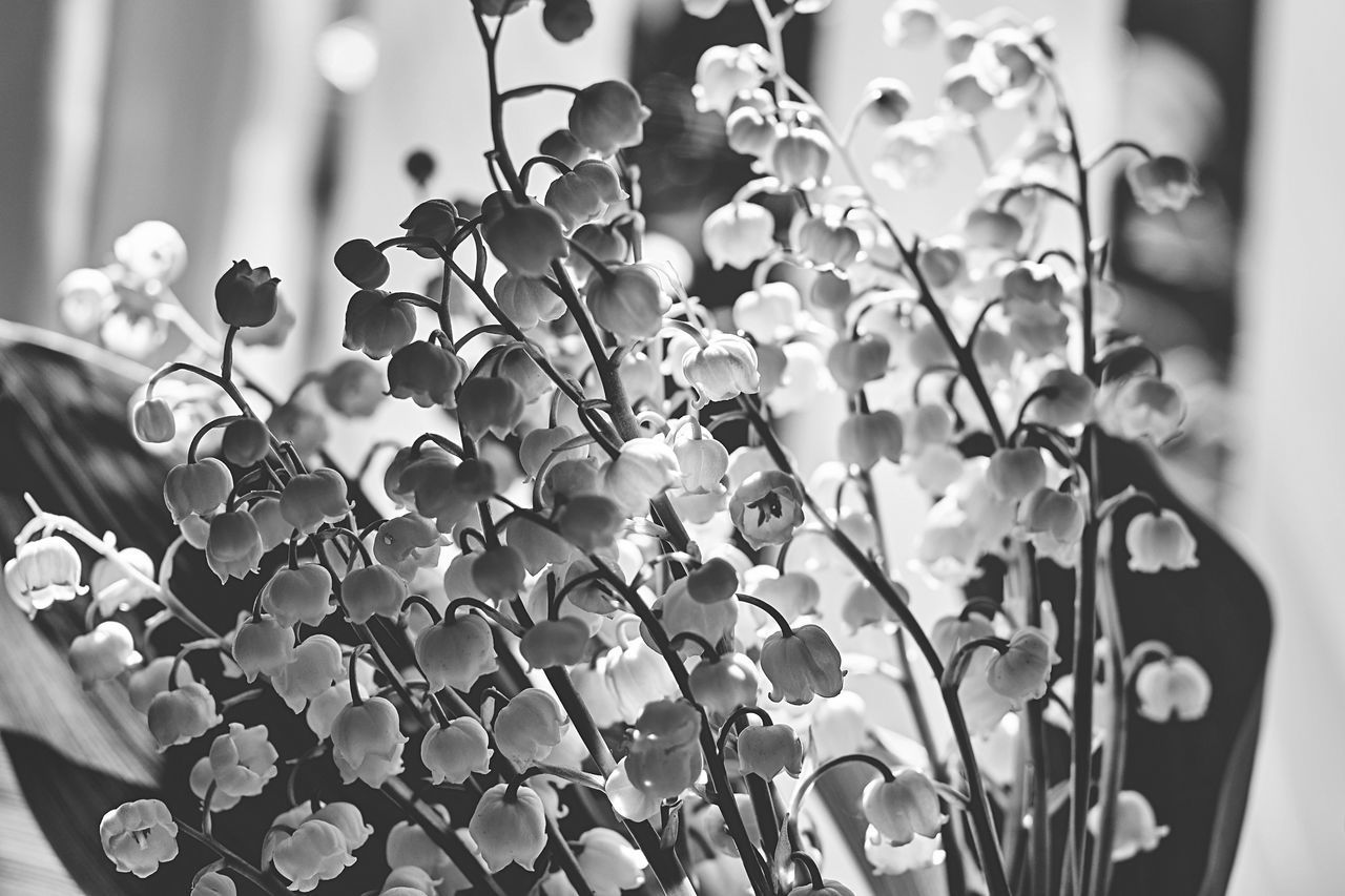 CLOSE-UP OF FLOWERING PLANT AGAINST BLURRED BACKGROUND