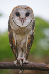 Close-up portrait of owl perching outdoors