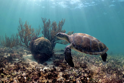 Turtle swimming in sea