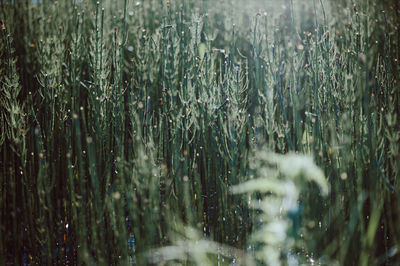 Full frame shot of wet trees in forest