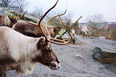 Reindeer on field