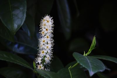 Close-up of flowering plant
