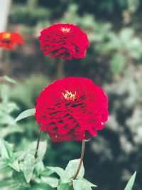 Close-up of red flower blooming outdoors