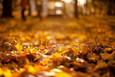 Close-up of yellow maple leaves during autumn