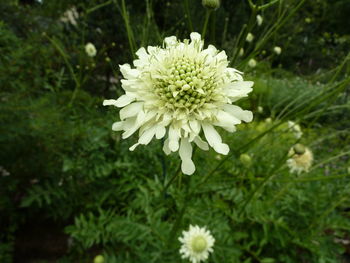 Close-up of white flowers