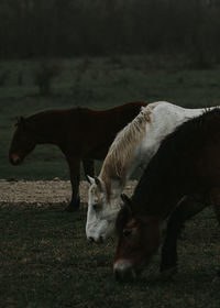 Horses grazing on field