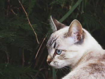 Close-up portrait of a cat