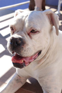 Close-up portrait of a dog