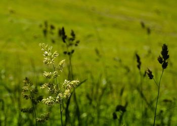 Flowers growing in field