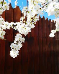 Close-up of white flowering plant