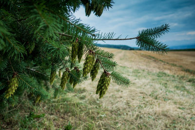 Close-up of pine tree on field against sky